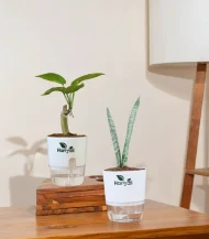 Set of 2 - Money Plant & Snake Plant