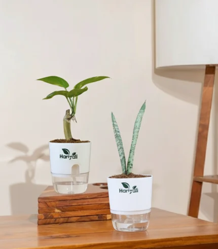 Set of 2 - Money Plant & Snake Plant