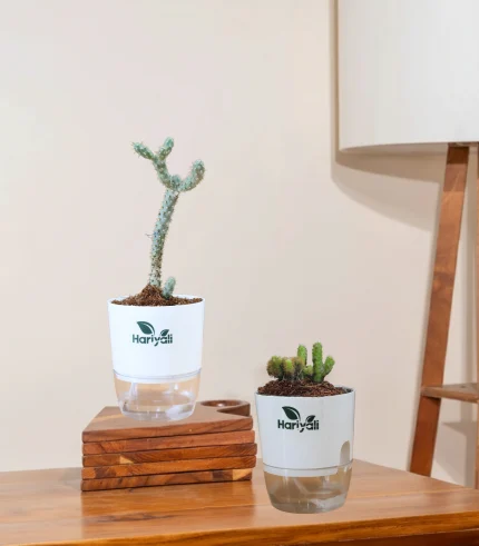 Set of 2 - Mini Opuntia & Cholla Cactus