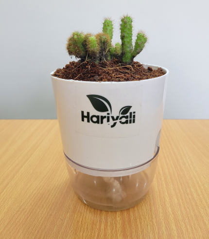 Mini Opuntia Cactus