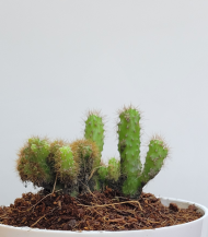 Mini Opuntia Cactus - Image 3