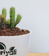 Mini Opuntia Cactus - Image 2