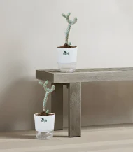 Cholla Cactus