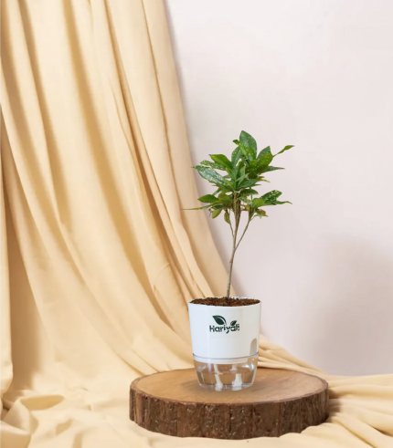 Croton Gold Dust (Lemon Croton / Codiaeum Variegatum)