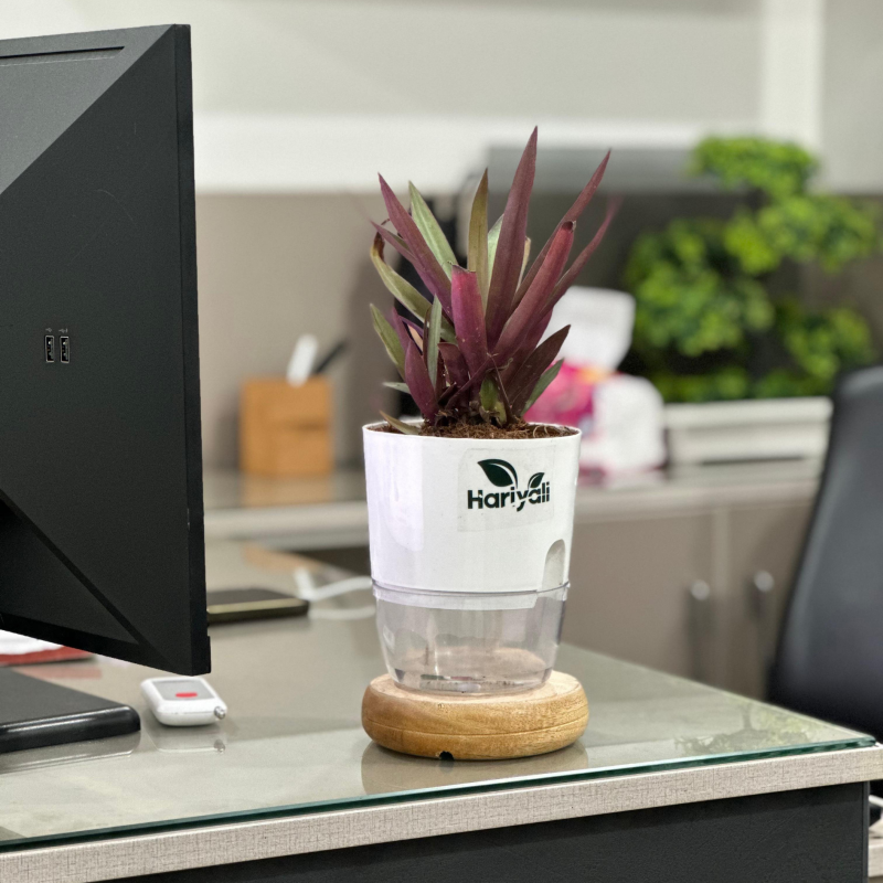 Office indoor plants pakistan