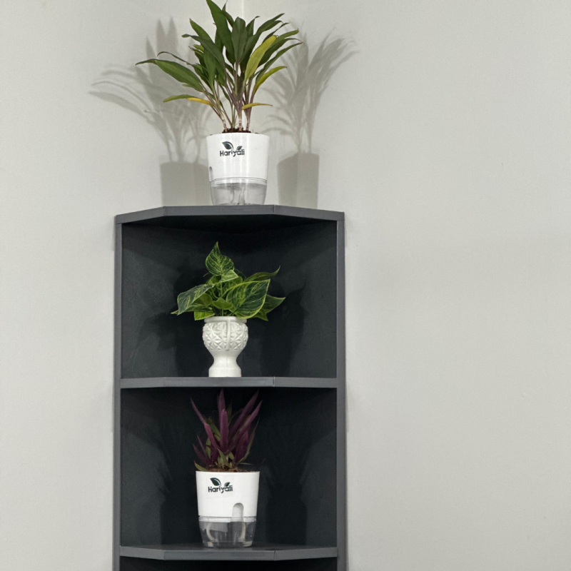 Office indoor plant decor