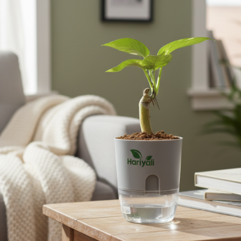 Home Indoor plants