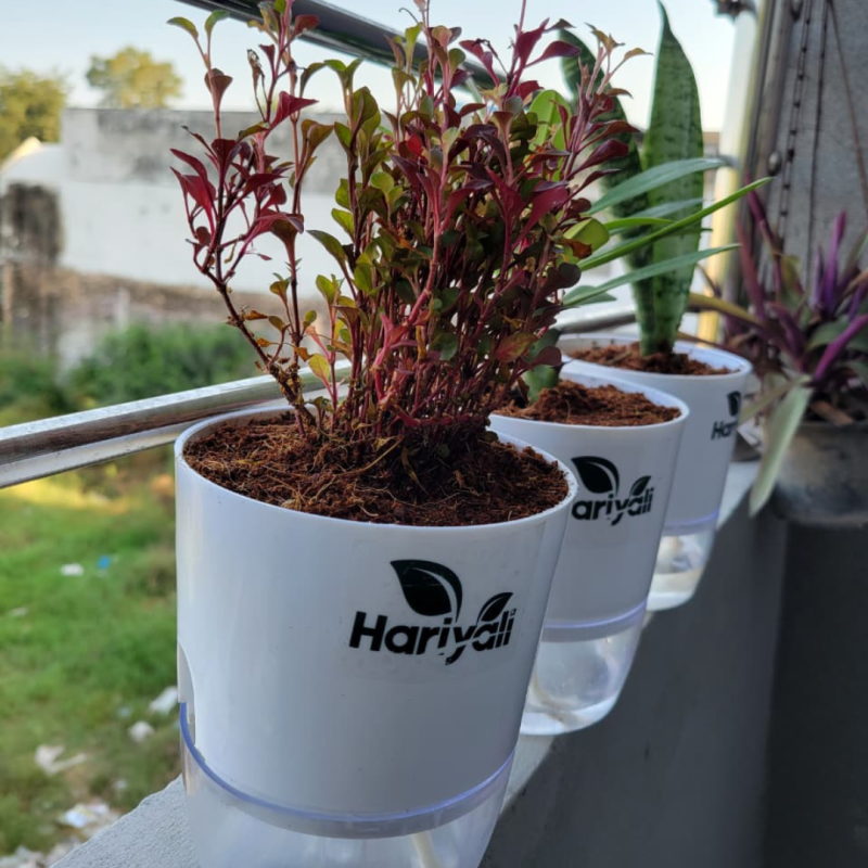 balcony inddor plants and self watering pots