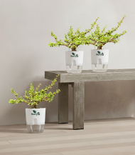 Jade Plant (Money Plant Succulent)