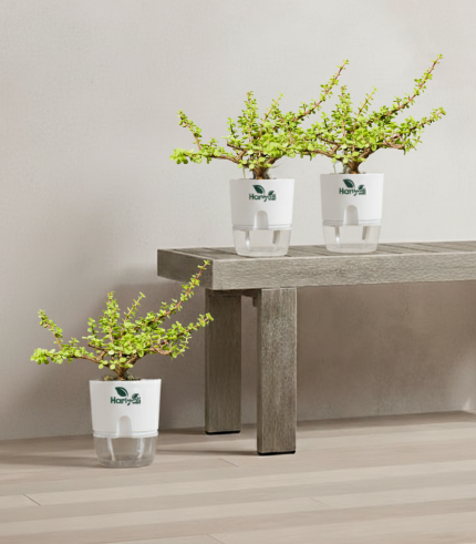 Jade Plant (Money Plant Succulent)