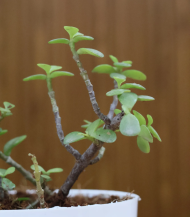 Jade Plant (Money Plant Succulent) - Image 2