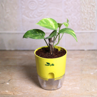 Money Plant (Golden Pothos / Devil’s Ivy) - Image 4