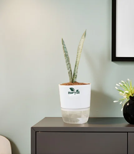 Sansevieria Silver Streak Snake Plant