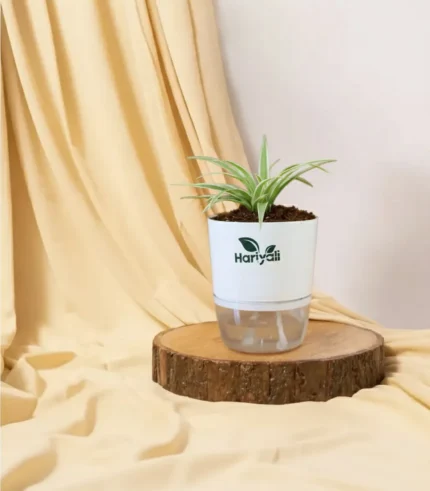 Spider Plant (Chlorophytum comosum)