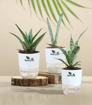 Set of 3 -  Sansevieria Green & Silver Snake Plant & Aloe Juvenna
