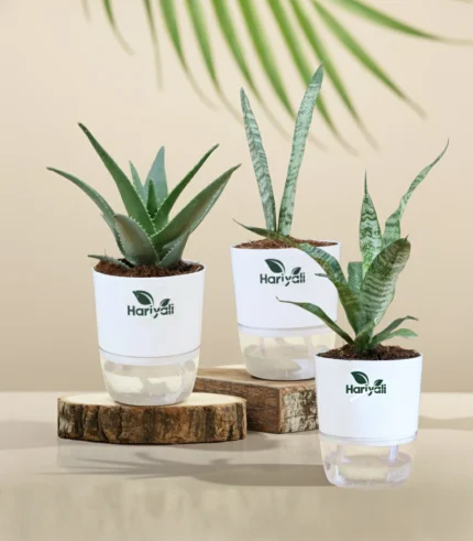 Set of 3 -  Sansevieria Green & Silver Snake Plant & Aloe Juvenna
