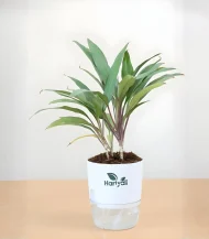 Cordyline Geraldo (Ti Plant)