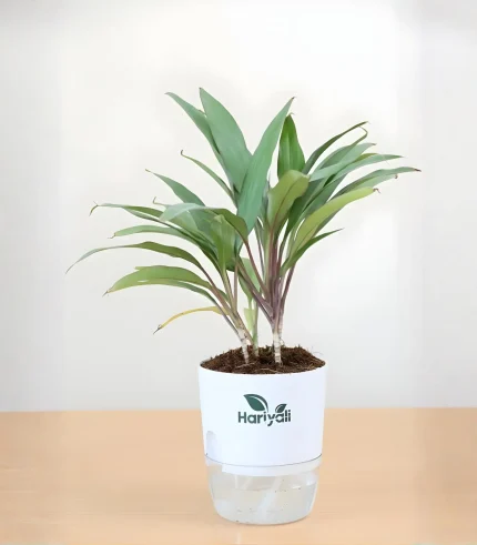 Cordyline Geraldo (Ti Plant)