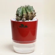 Set of 2 - Echinopsis Eyriesii & Cholla Cactus - Image 4