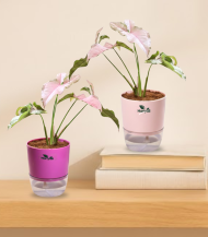 Set of 2 Pink Syngonium Arrowhead