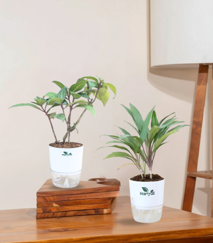 Set of 2 - Cordyline Geraldo & Gynura Procumbens