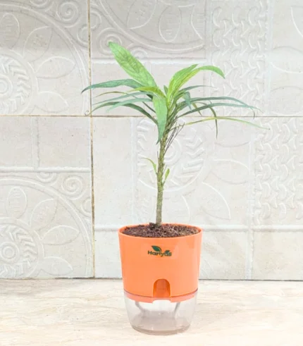 Pachypodium Madagascar Palm (Indoor)