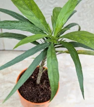 Pachypodium Madagascar Palm (Indoor) - Image 2