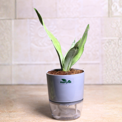 Sansevieria Moonshine (Snake Moonshine) Plant