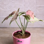 Pink Syngonium Arrowhead - Image 2