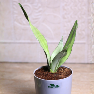 Sansevieria Moonshine (Snake Moonshine) Plant - Image 2