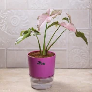 Pink Syngonium Arrowhead